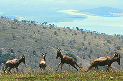 Akagera_1980_1_Topi.jpg
